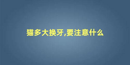 猫多大换牙,要注意什么