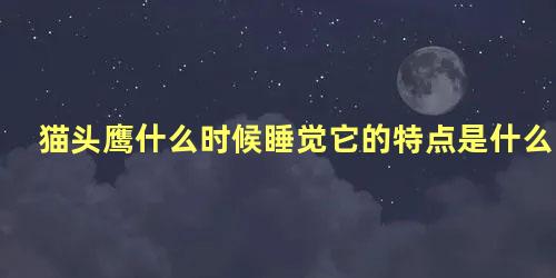 猫头鹰什么时候睡觉它的特点是什么