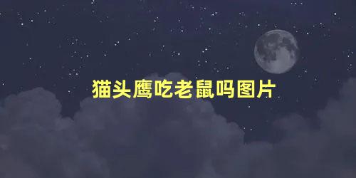 猫头鹰吃老鼠吗图片