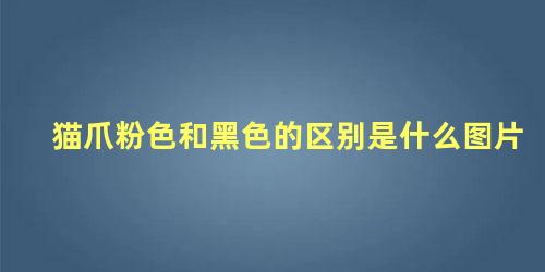 猫爪粉色和黑色的区别是什么图片