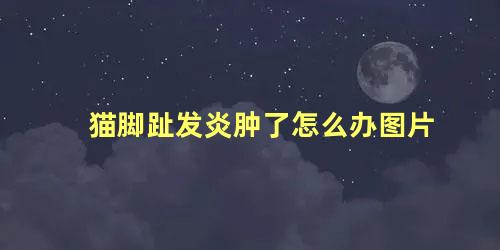 猫脚趾发炎肿了怎么办图片