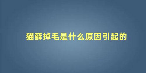 猫藓掉毛是什么原因引起的