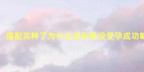 猫配完种了为什么还叫是没受孕成功嘛