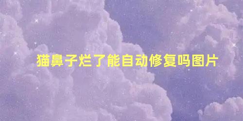 猫鼻子烂了能自动修复吗图片