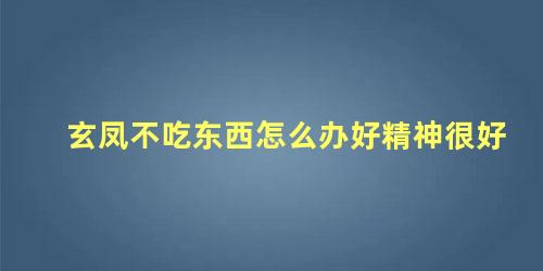 玄凤不吃东西怎么办好精神很好