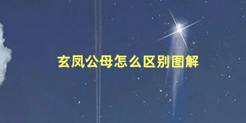玄凤公母怎么区别图解