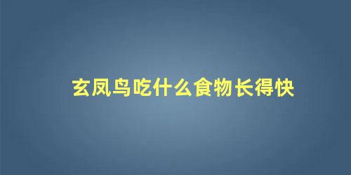 玄凤鸟吃什么食物长得快
