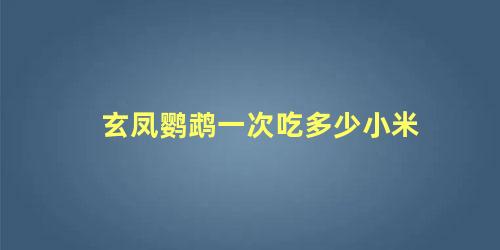 玄凤鹦鹉一次吃多少小米