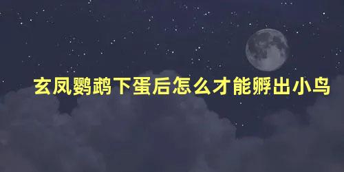玄凤鹦鹉下蛋后怎么才能孵出小鸟