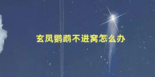 玄凤鹦鹉不进窝怎么办