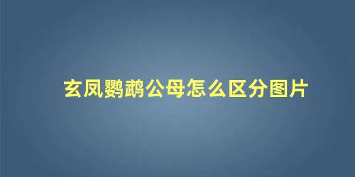 玄凤鹦鹉公母怎么区分图片