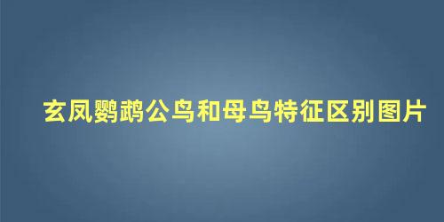 玄凤鹦鹉公鸟和母鸟特征区别图片