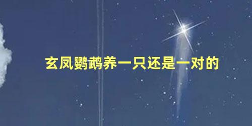 玄凤鹦鹉养一只还是一对的