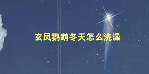 玄凤鹦鹉冬天怎么洗澡