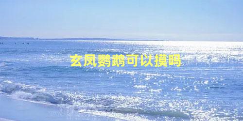 玄凤鹦鹉可以摸吗
