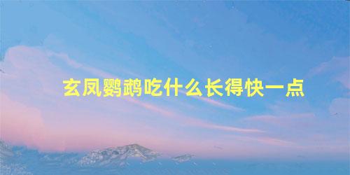 玄凤鹦鹉吃什么长得快一点