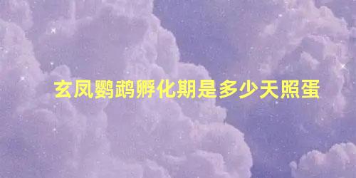 玄凤鹦鹉孵化期是多少天照蛋
