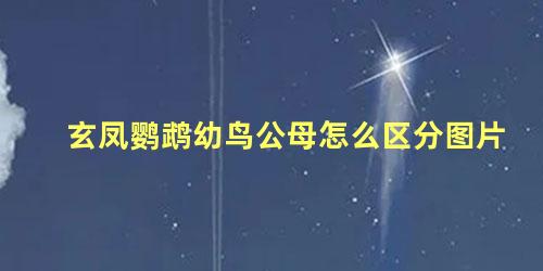 玄凤鹦鹉幼鸟公母怎么区分图片