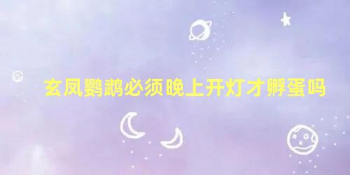 玄凤鹦鹉必须晚上开灯才孵蛋吗