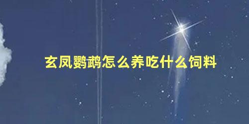 玄凤鹦鹉怎么养吃什么饲料