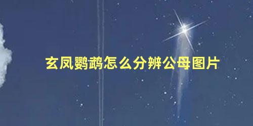 玄凤鹦鹉怎么分辨公母图片