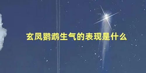 玄凤鹦鹉生气的表现是什么