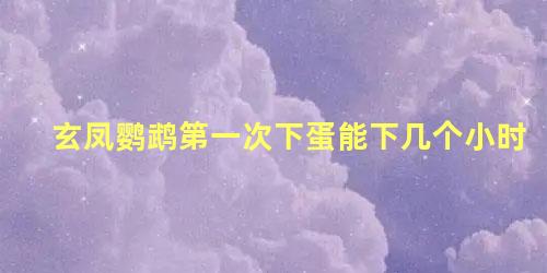 玄凤鹦鹉第一次下蛋能下几个小时
