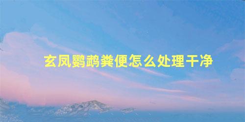 玄凤鹦鹉粪便怎么处理干净