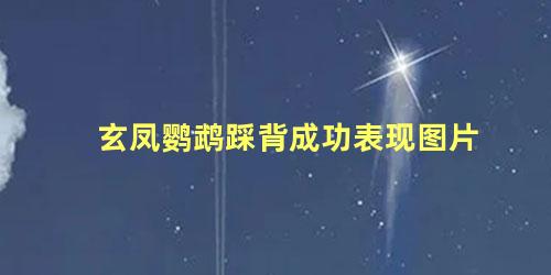 玄凤鹦鹉踩背成功表现图片