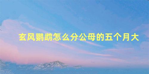 玄风鹦鹉怎么分公母的五个月大