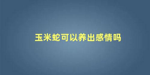 玉米蛇可以养出感情吗