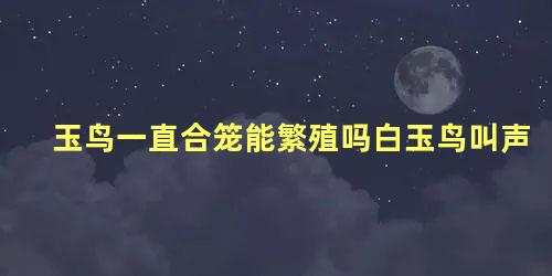 玉鸟一直合笼能繁殖吗白玉鸟叫声