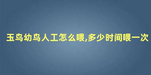 玉鸟幼鸟人工怎么喂,多少时间喂一次