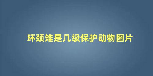 环颈雉是几级保护动物图片