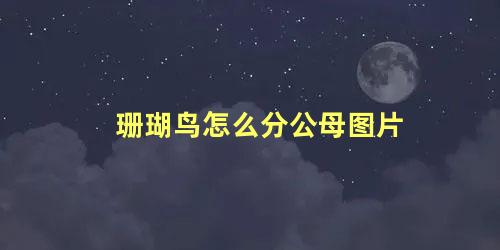 珊瑚鸟怎么分公母图片