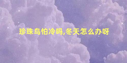 珍珠鸟怕冷吗,冬天怎么办呀