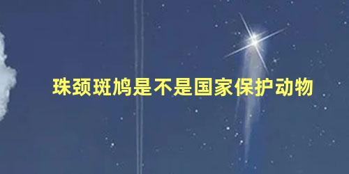 珠颈斑鸠是不是国家保护动物