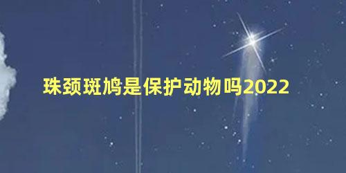 珠颈斑鸠是保护动物吗2022