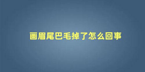 画眉尾巴毛掉了怎么回事