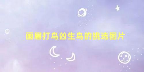 画眉打鸟凶生鸟的挑选图片