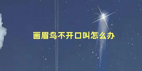 画眉鸟不开口叫怎么办