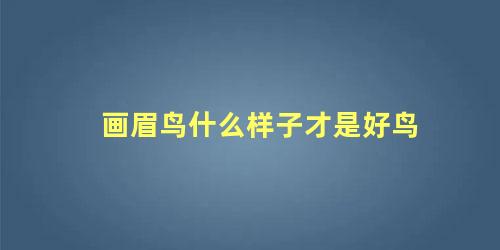 画眉鸟什么样子才是好鸟