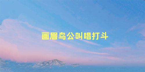 画眉鸟公叫唱打斗