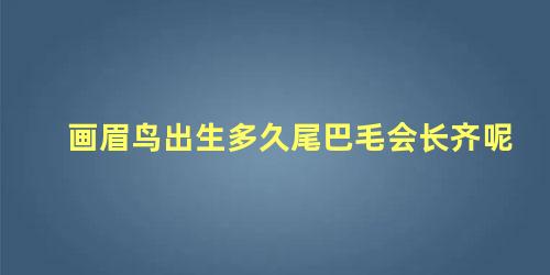 画眉鸟出生多久尾巴毛会长齐呢