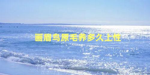 画眉鸟原毛养多久上性