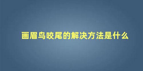 画眉鸟咬尾的解决方法是什么
