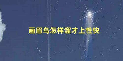 画眉鸟怎样溜才上性快