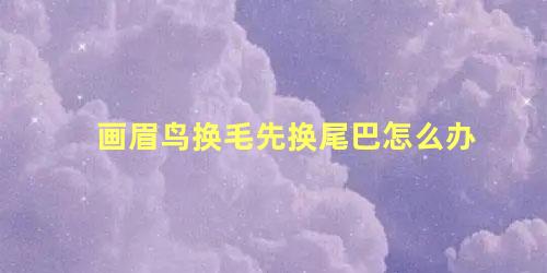 画眉鸟换毛先换尾巴怎么办