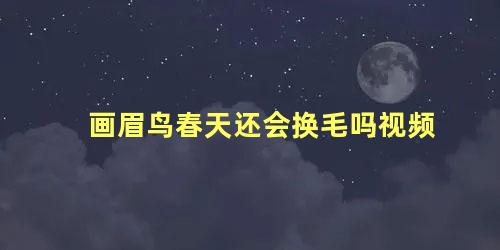 画眉鸟春天还会换毛吗视频
