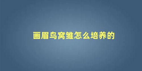 画眉鸟窝雏怎么培养的